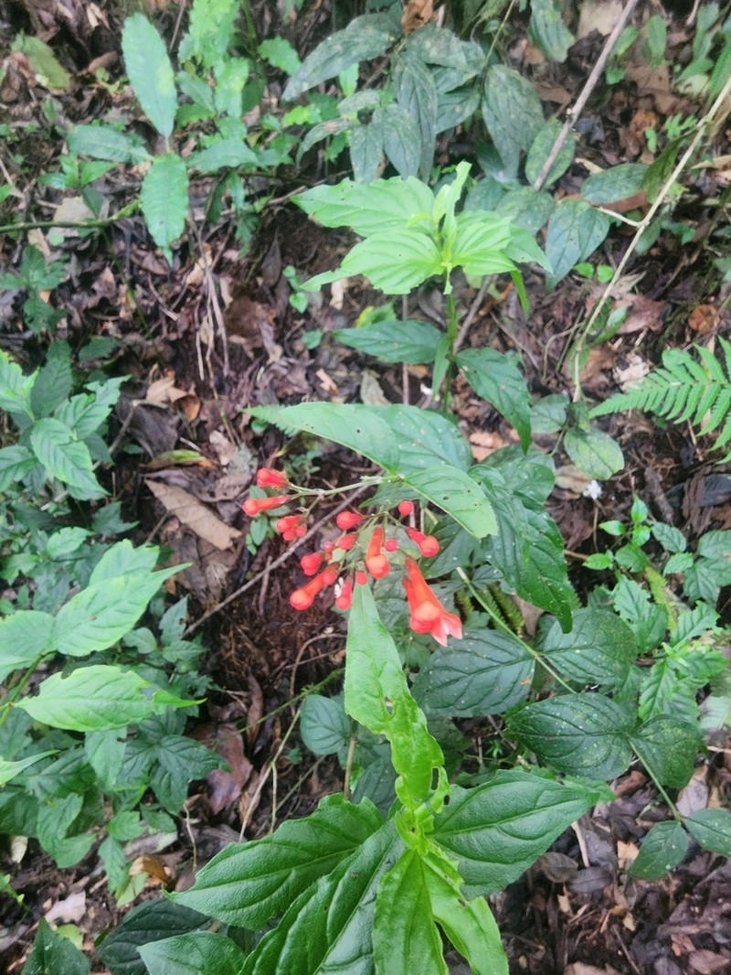 Bouvardia dictyoneura photo 2