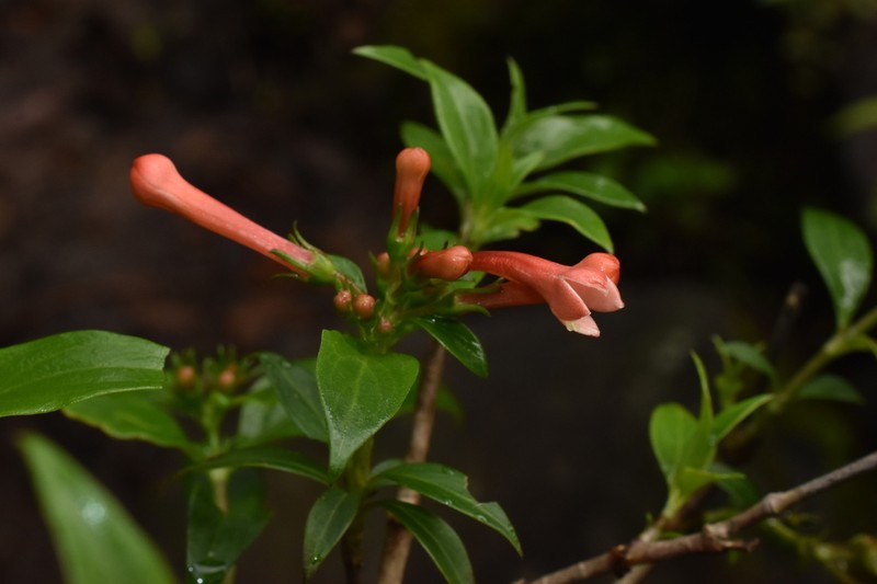 Bouvardia dictyoneura photo 3