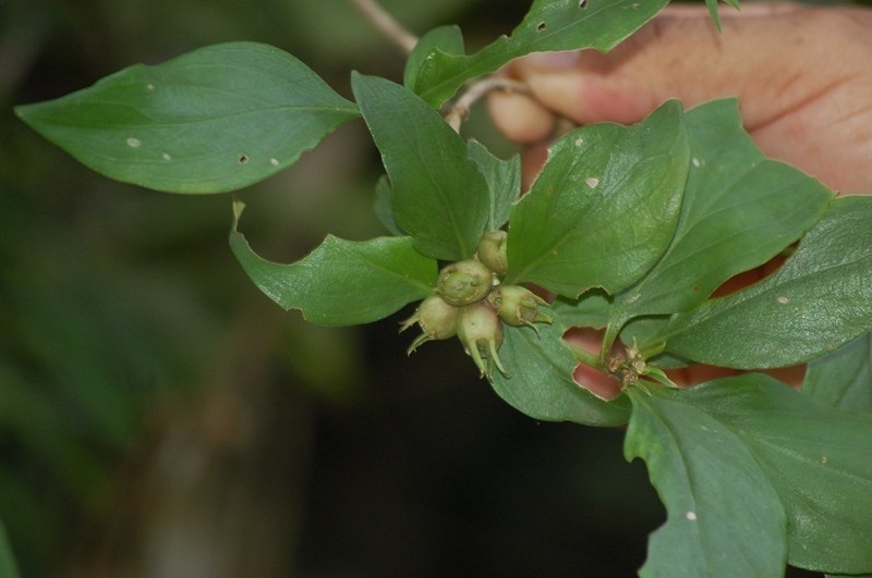 Bouvardia dictyoneura photo 4