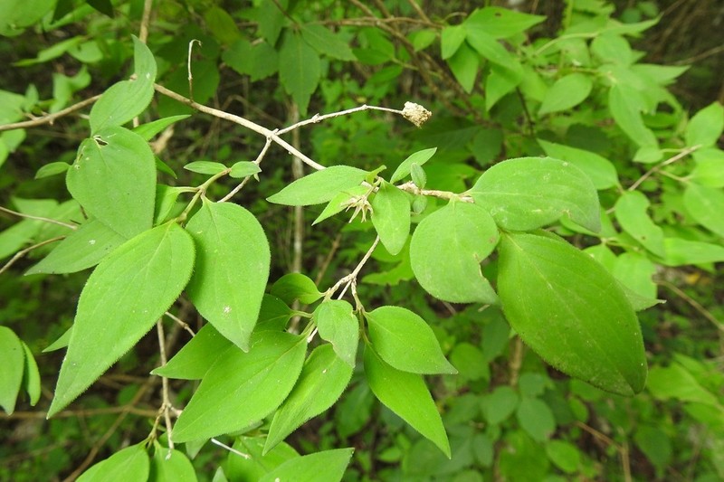 Bouvardia dictyoneura photo 5