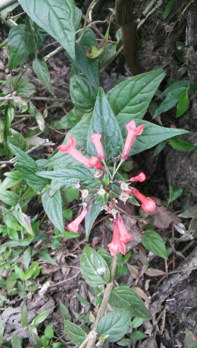 Bouvardia dictyoneura photo 6