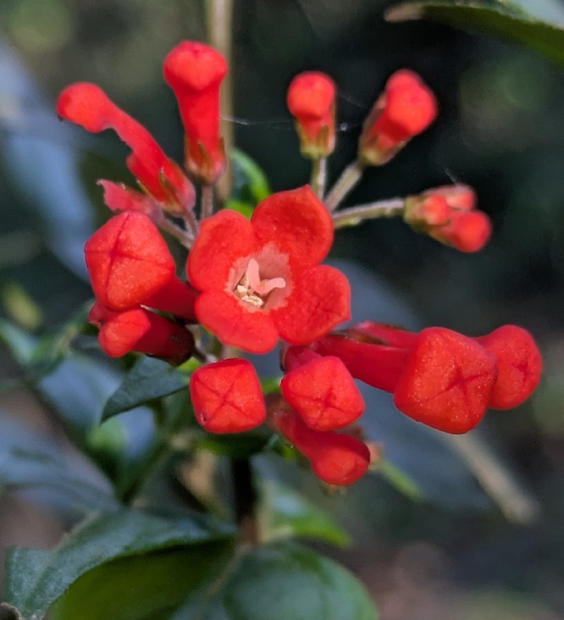 Bouvardia dictyoneura photo 7