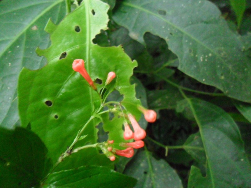 Bouvardia dictyoneura photo 8