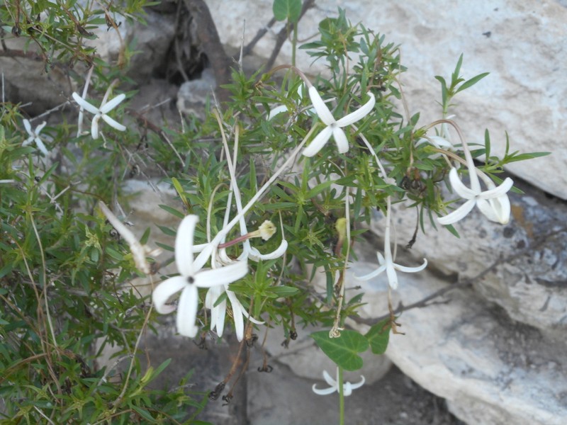 Bouvardia erecta
