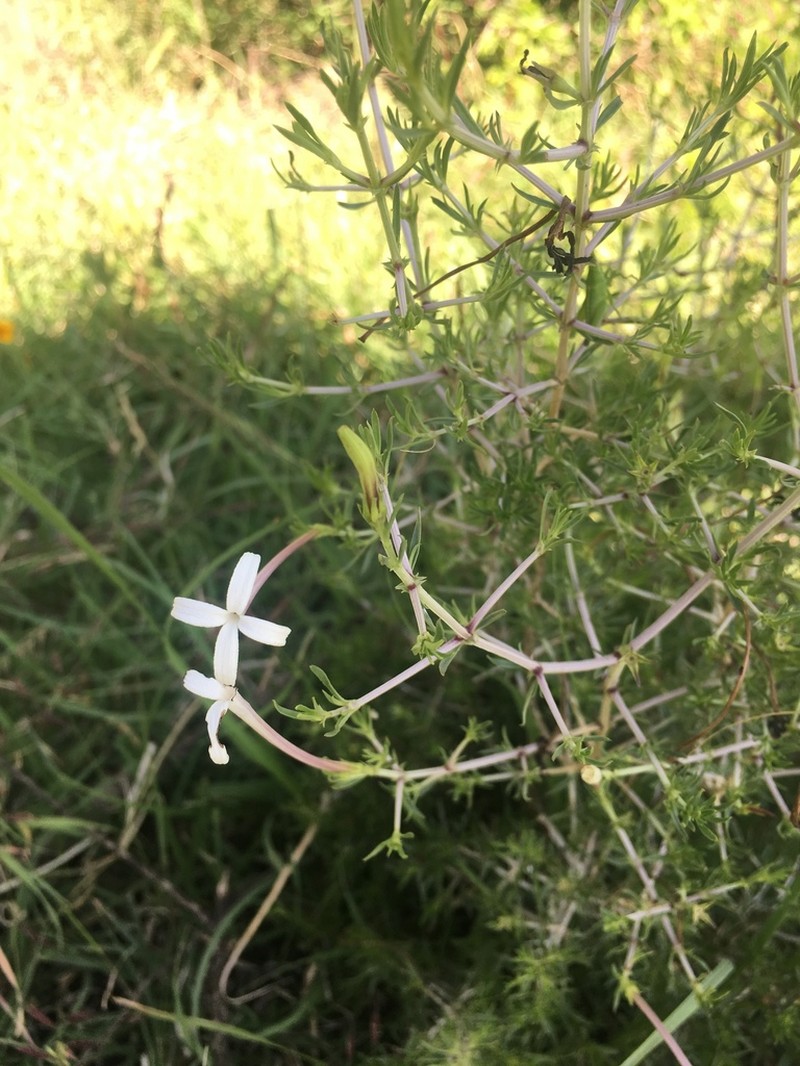 Bouvardia erecta photo 3