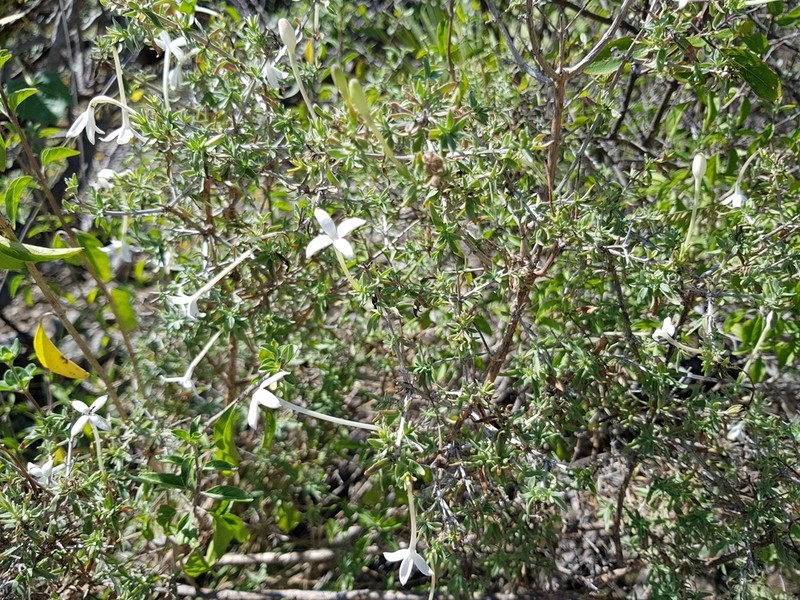 Bouvardia erecta photo 6