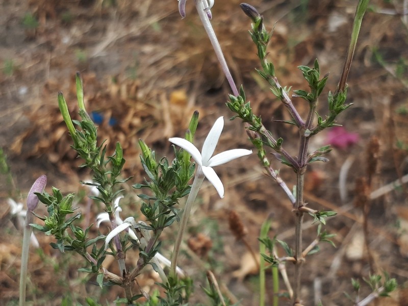 Bouvardia erecta photo 7
