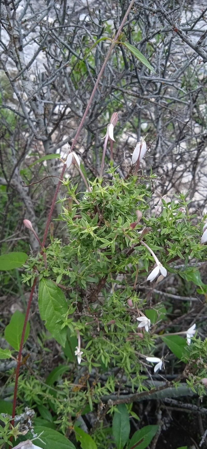 Bouvardia erecta photo 8