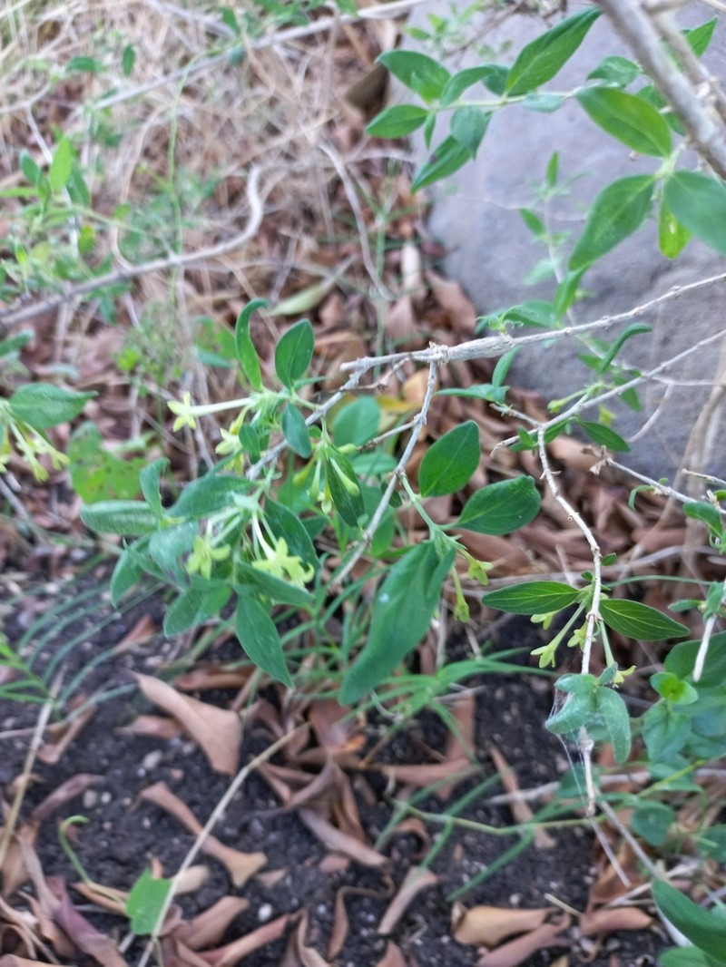 Bouvardia glabra