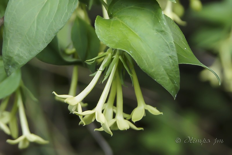 Bouvardia glabra photo 2