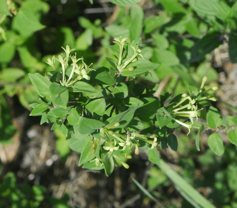 Bouvardia glabra photo 3