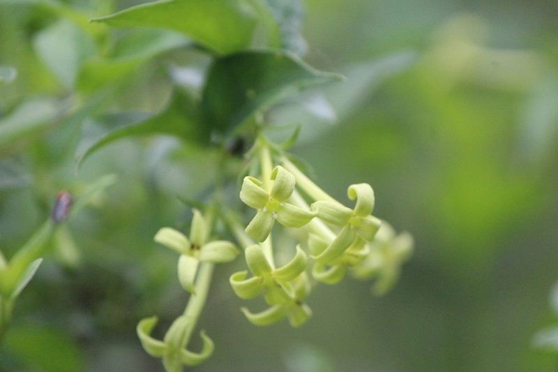 Bouvardia glabra photo 4