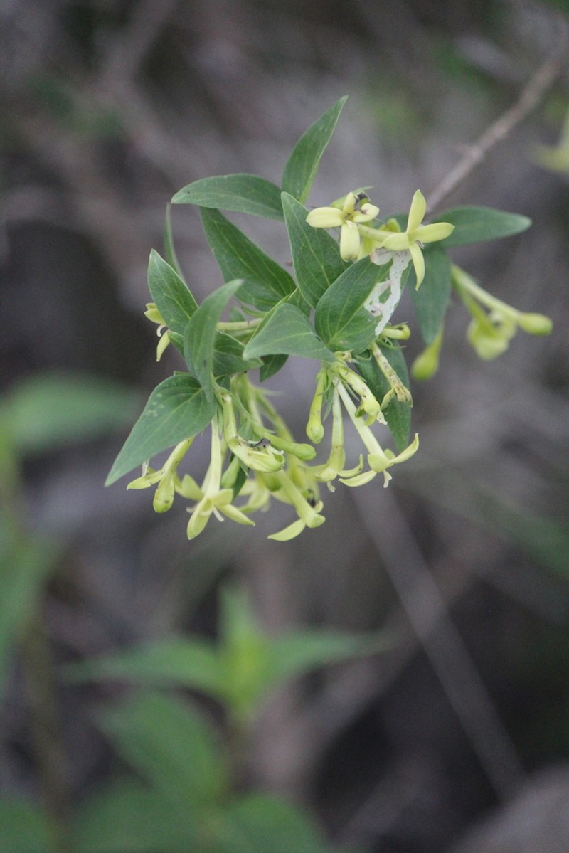 Bouvardia glabra photo 5
