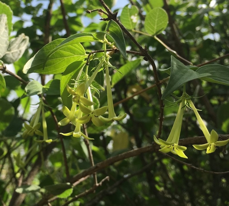 Bouvardia glabra photo 6