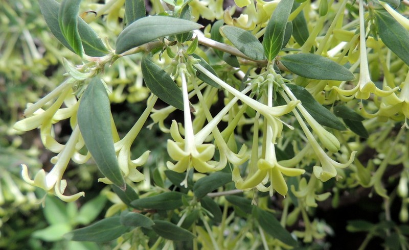 Bouvardia glabra photo 7
