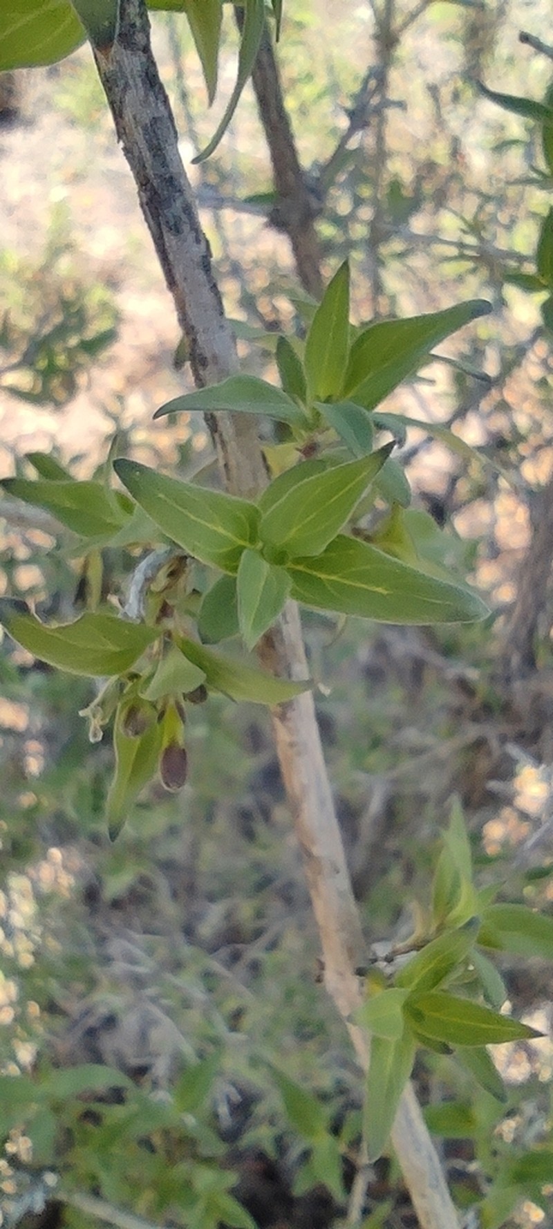 Bouvardia glabra photo 8