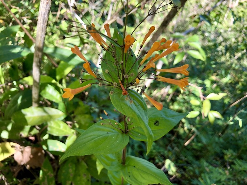 Bouvardia gracilipes