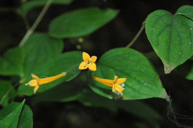 Bouvardia gracilipes photo 3