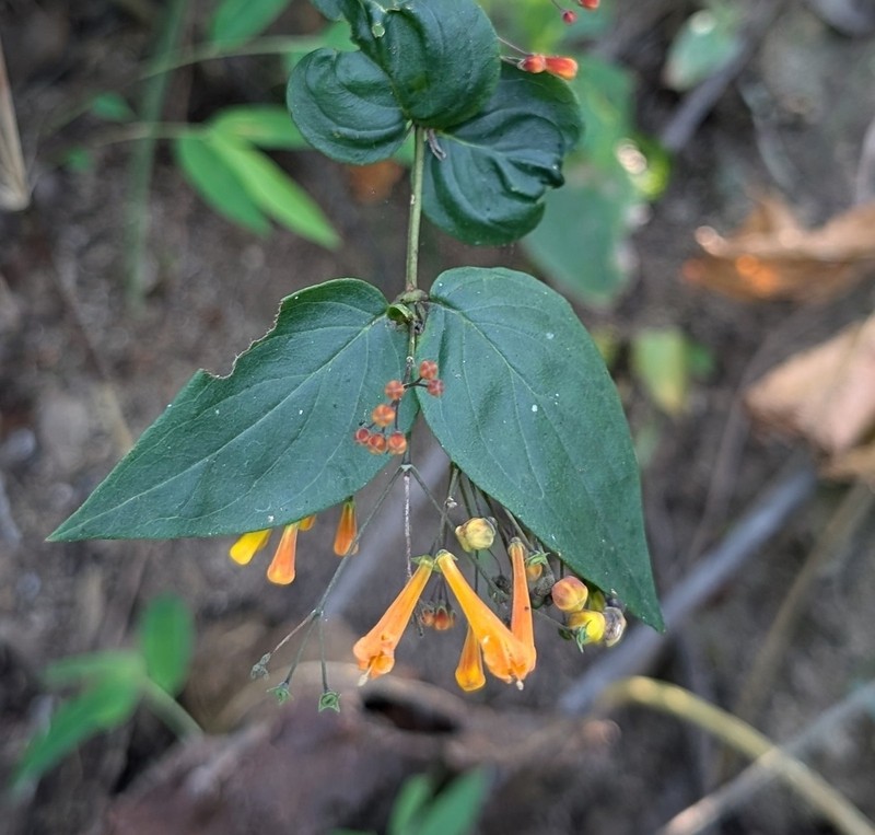 Bouvardia gracilipes photo 4