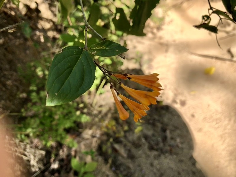 Bouvardia gracilipes photo 5