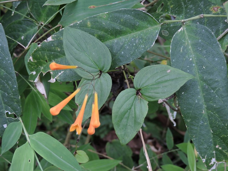 Bouvardia gracilipes photo 6