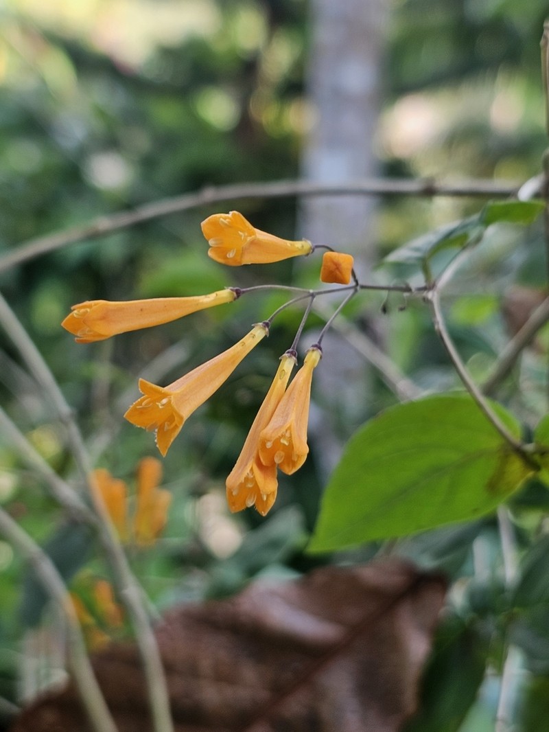 Bouvardia gracilipes photo 7
