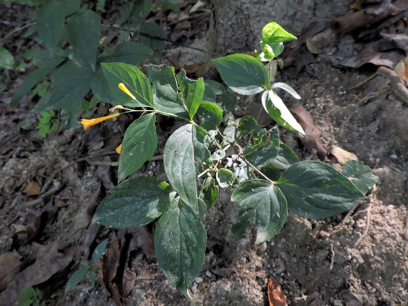 Bouvardia gracilipes photo 8