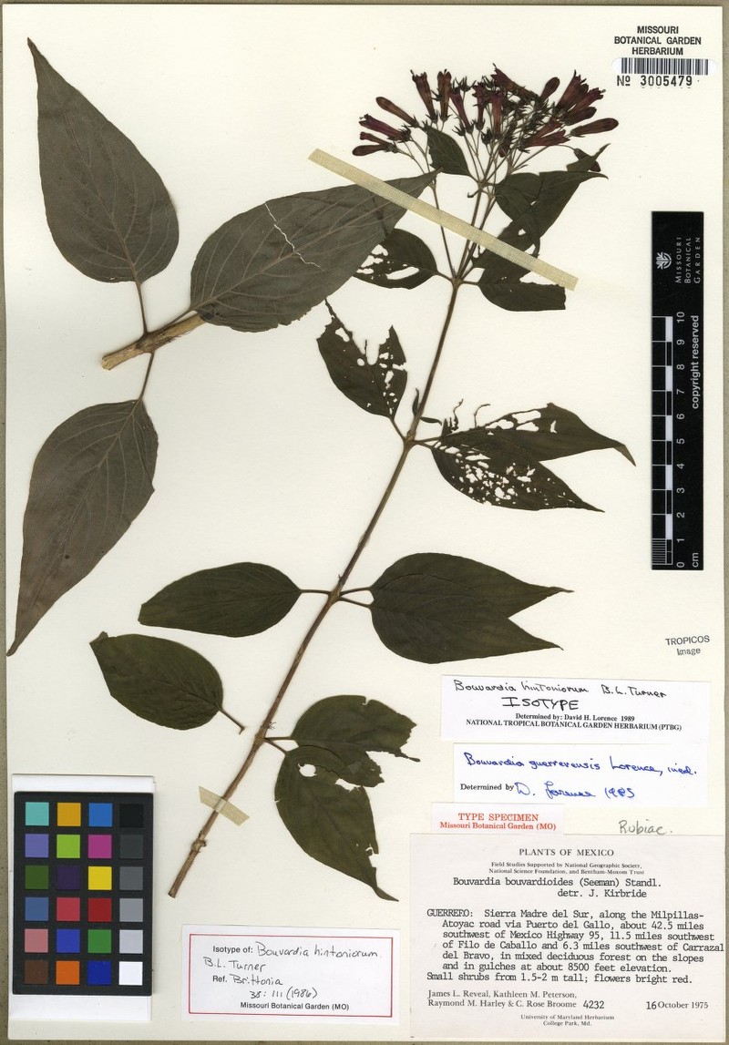 Bouvardia hintoniorum