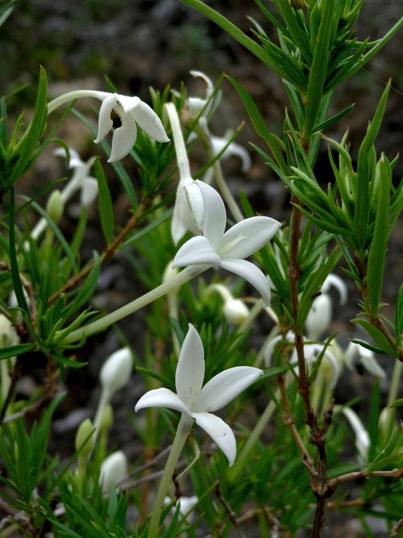 Bouvardia karwinskyi