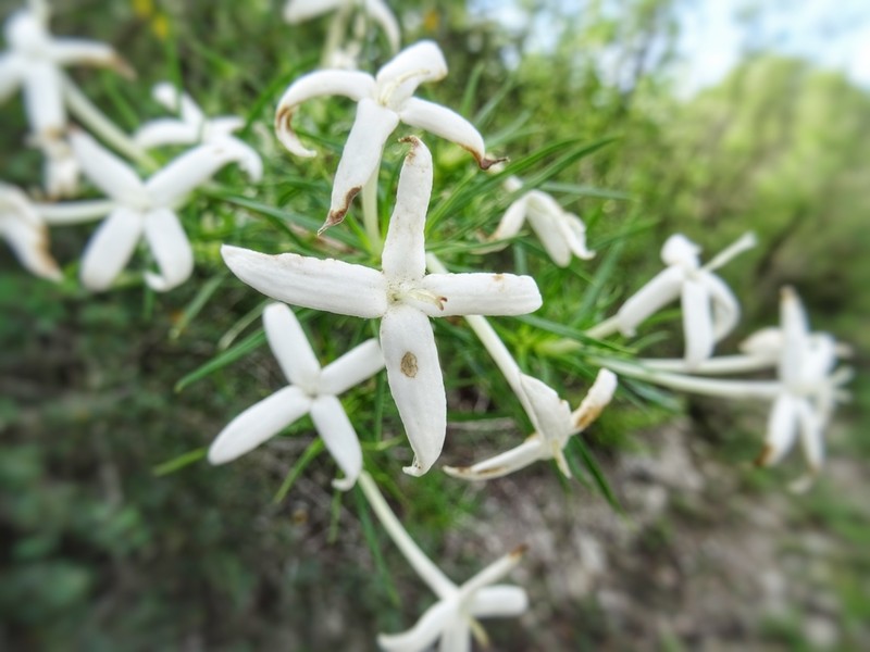 Bouvardia karwinskyi photo 2