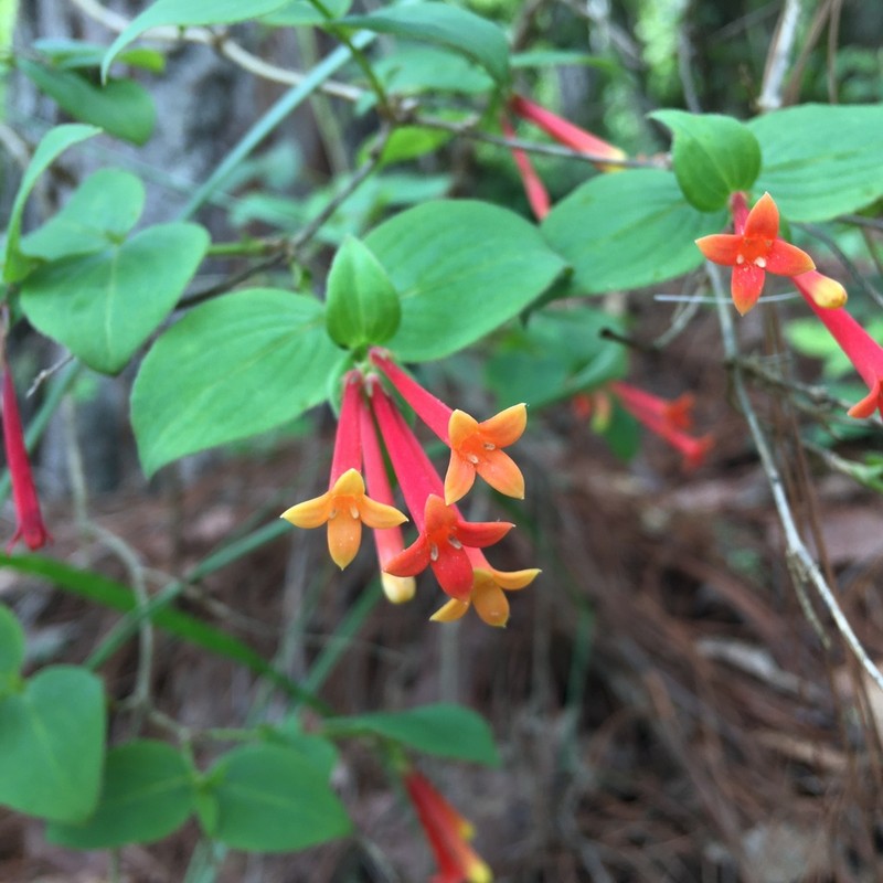 Bouvardia laevis