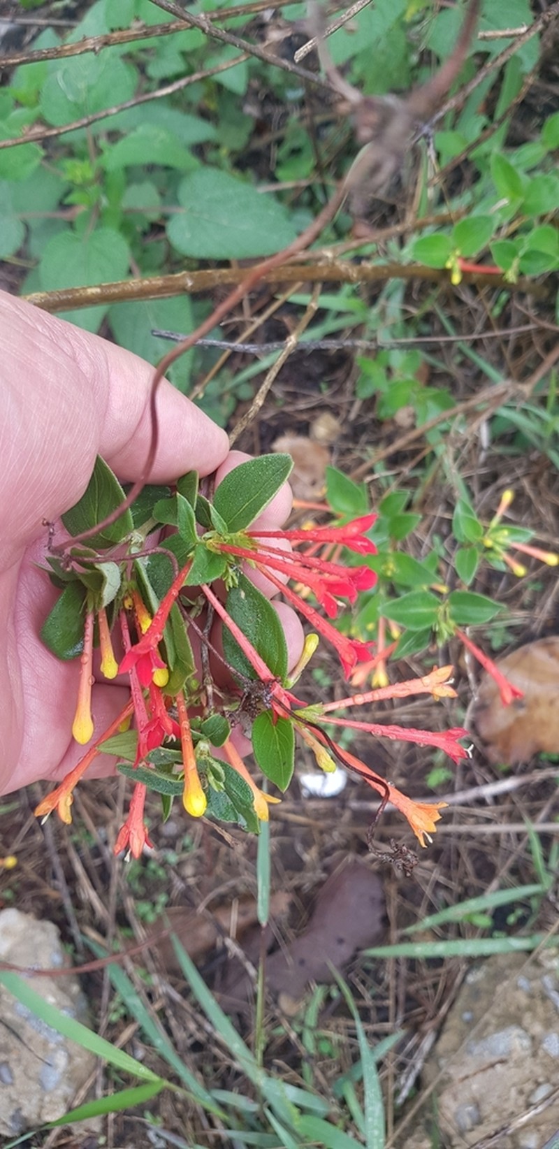 Bouvardia laevis photo 2