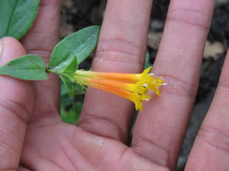 Bouvardia laevis photo 3