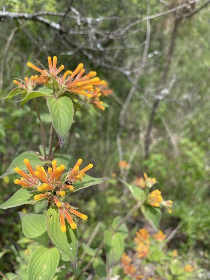 Bouvardia laevis photo 4