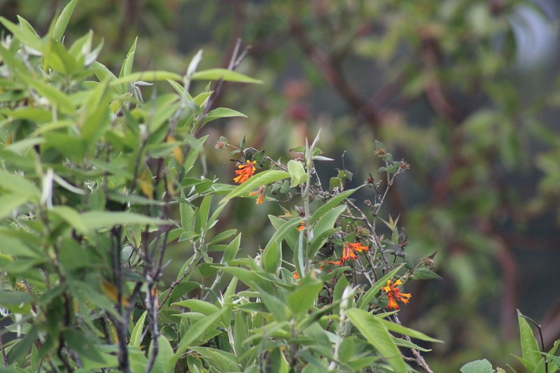 Bouvardia laevis photo 5