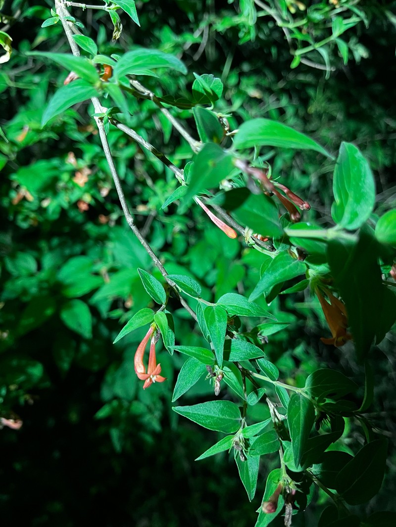 Bouvardia laevis photo 6
