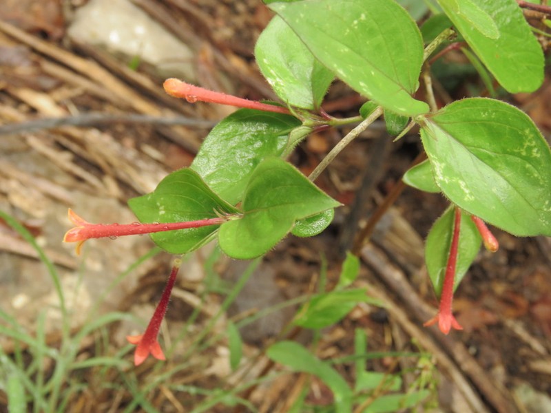 Bouvardia laevis photo 8
