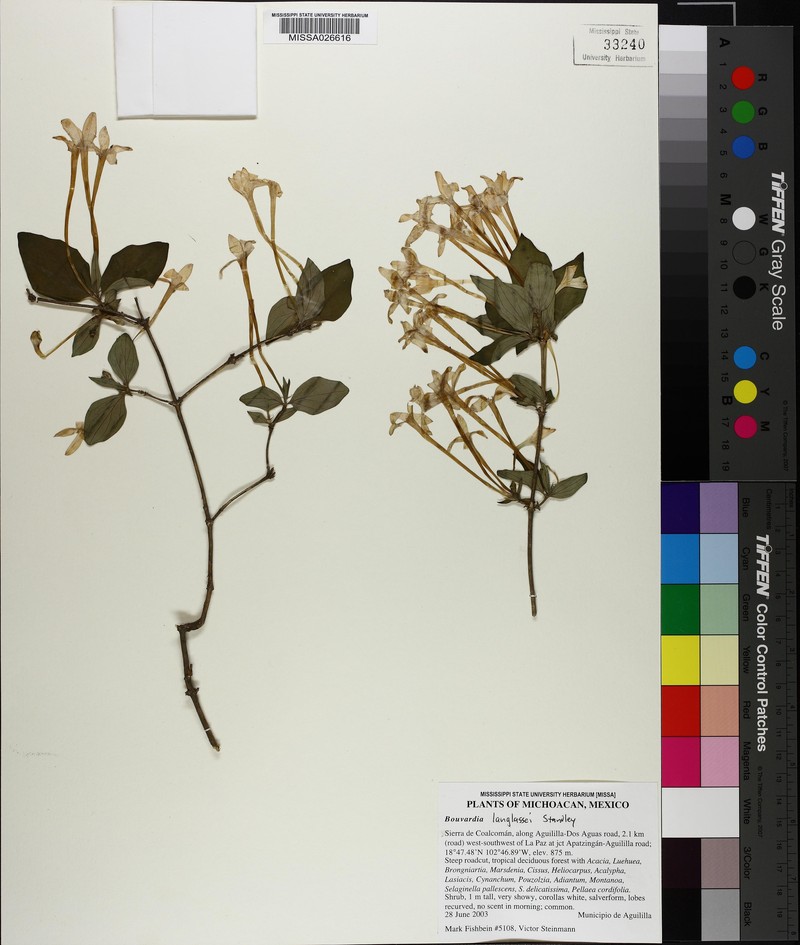 Bouvardia langlassei