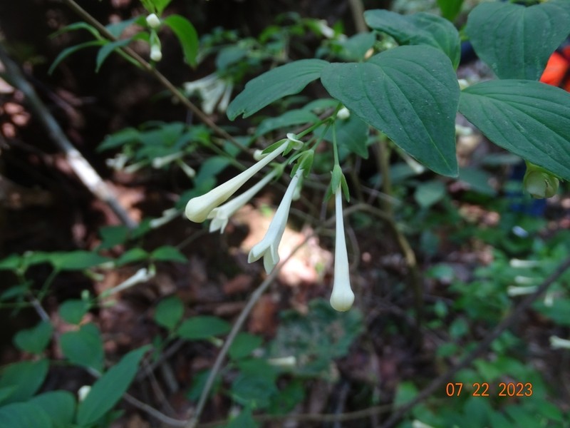 Bouvardia latifolia