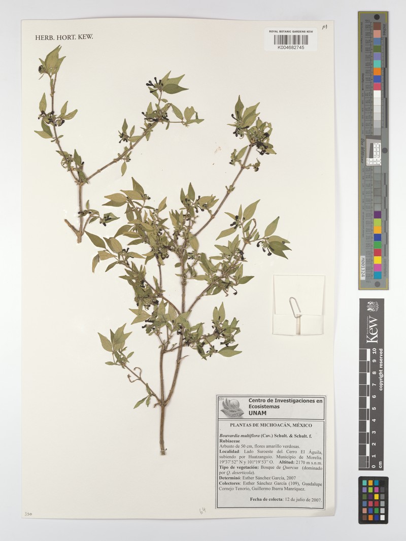 Bouvardia latifolia photo 3