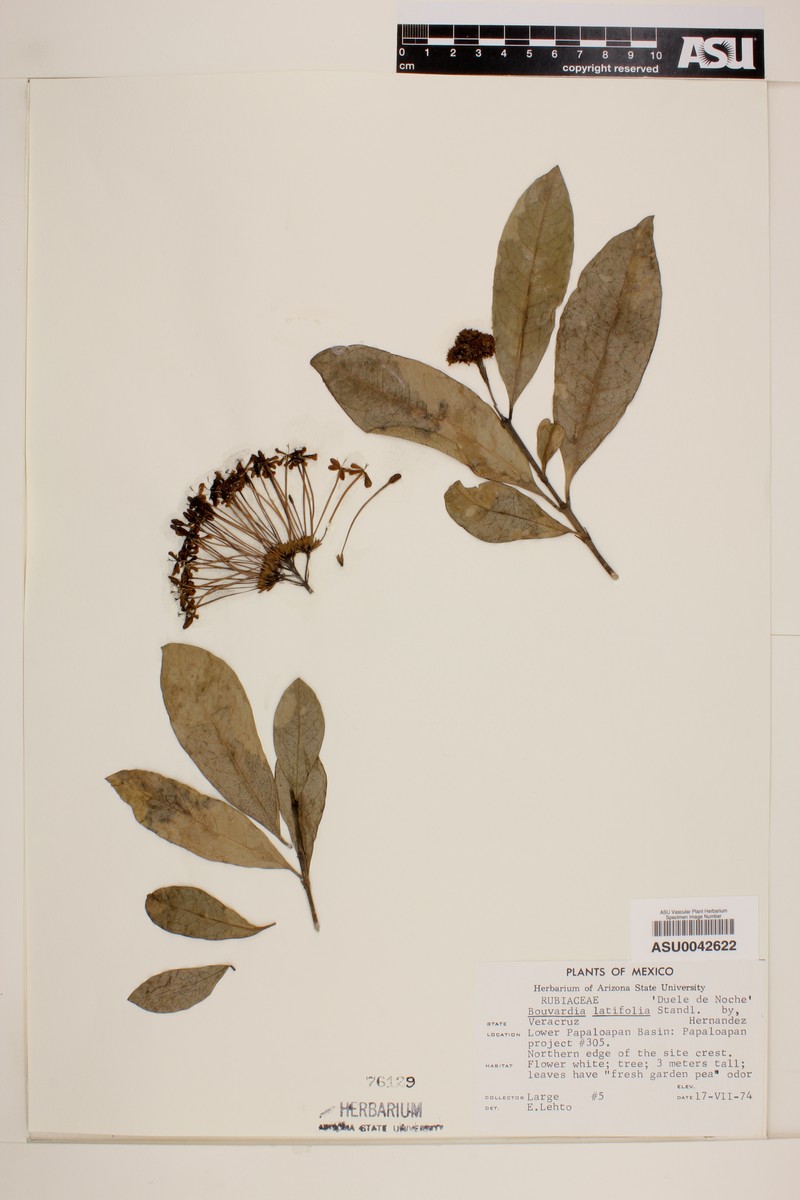 Bouvardia latifolia photo 4