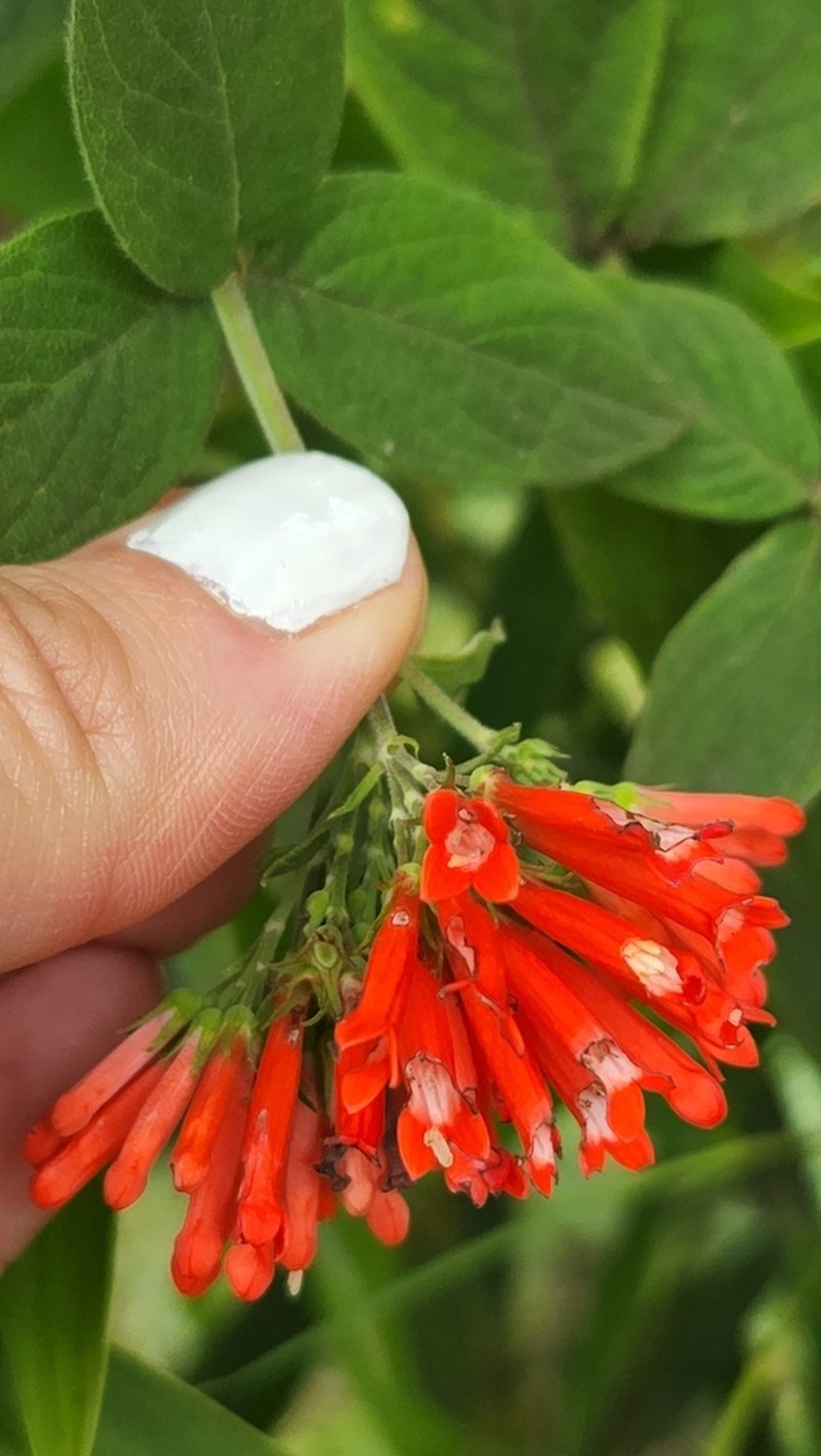 Bouvardia leiantha