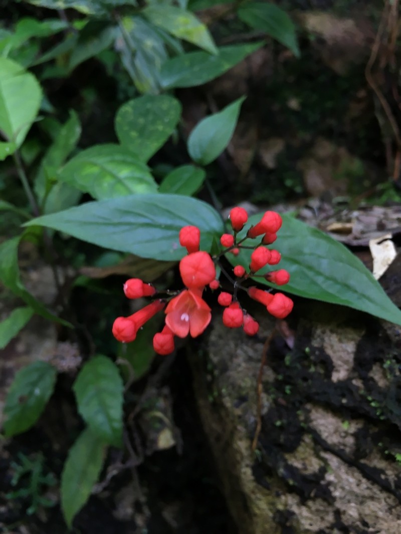 Bouvardia leiantha photo 2