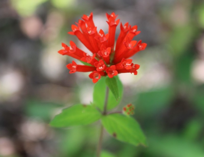 Bouvardia leiantha photo 3