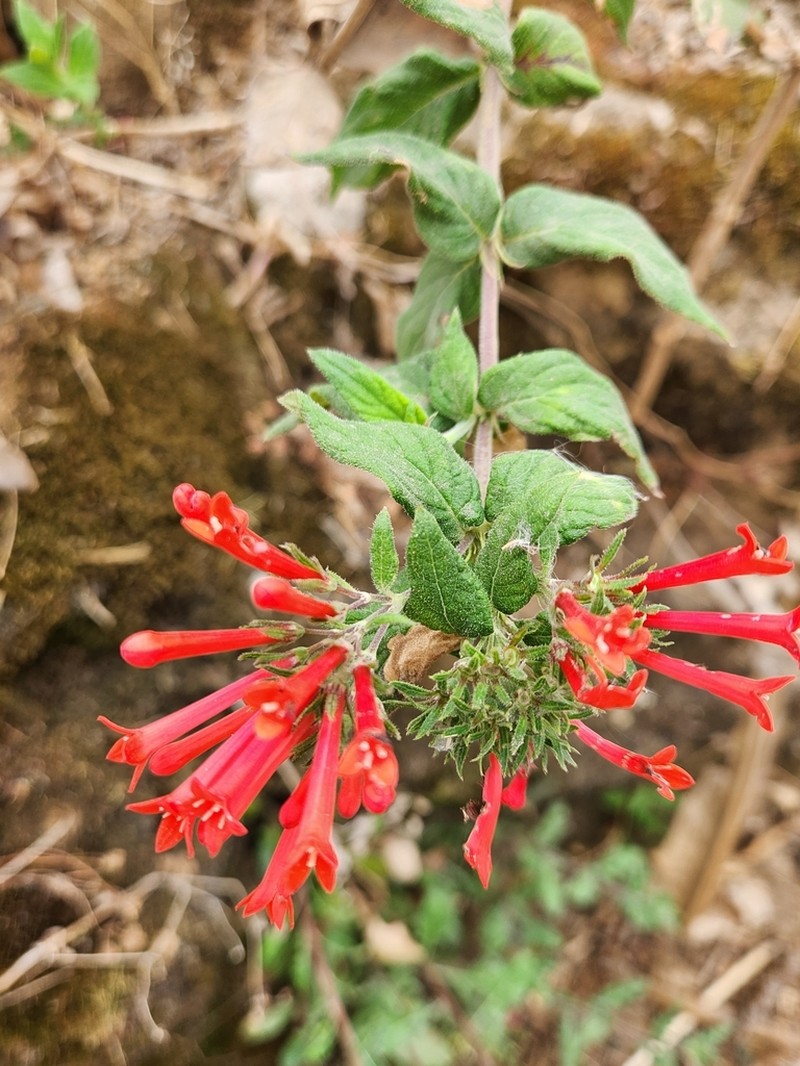 Bouvardia leiantha photo 4