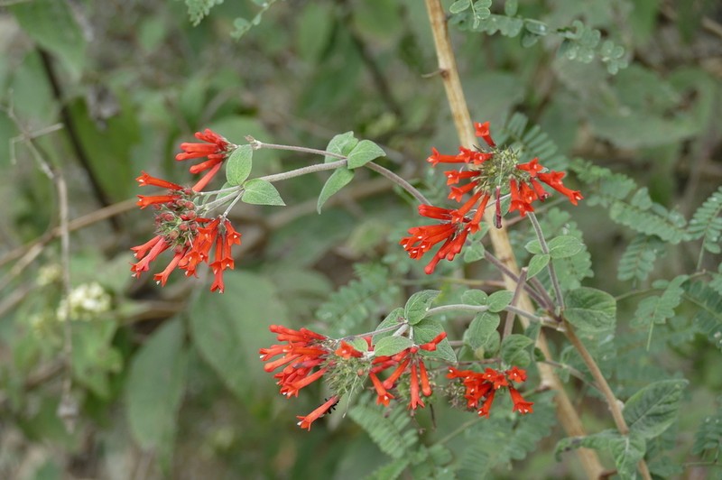 Bouvardia leiantha photo 5