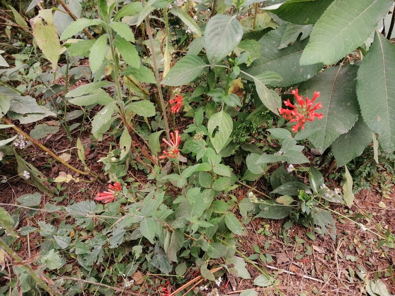 Bouvardia leiantha photo 6