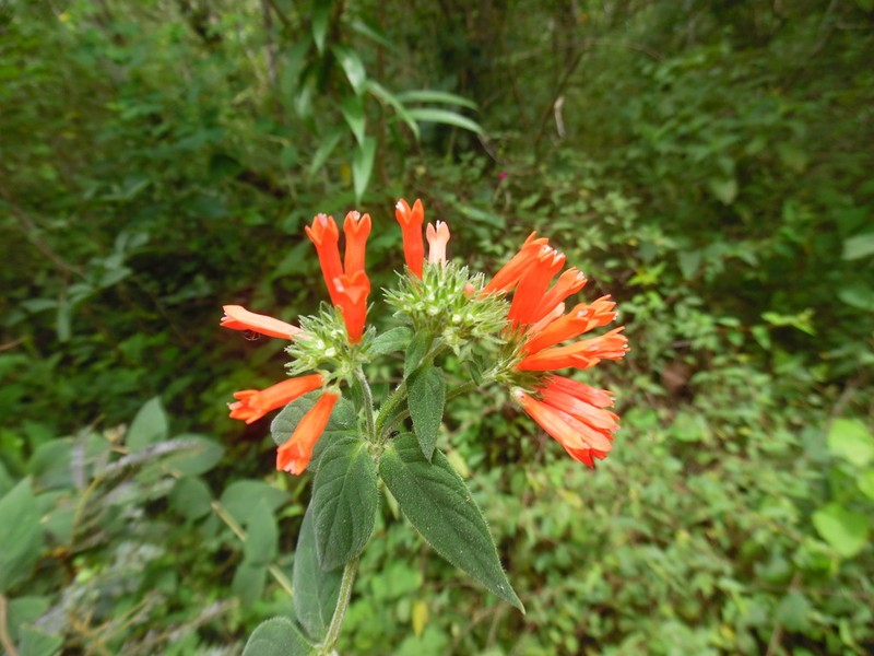 Bouvardia leiantha photo 7