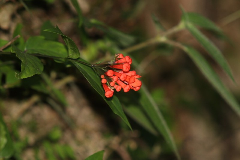 Bouvardia leiantha photo 8