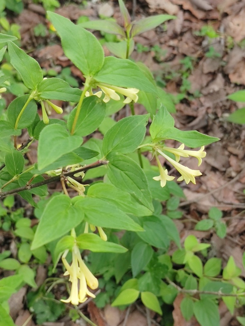 Bouvardia loeseneriana photo 3